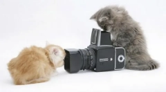 Jak fotografovat zvířata